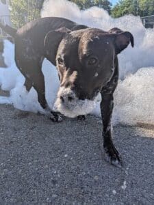 Lumira Black Labrador Mix Female ~1-2 Years Old ID#3780