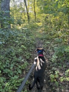 Lumira Black Labrador Mix Female ~1-2 Years Old ID#3780