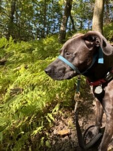 Lumira Black Labrador Mix Female ~1-2 Years Old ID#3780