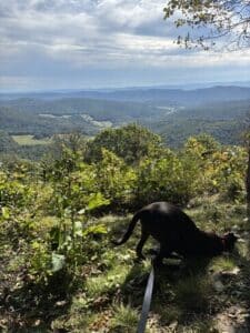 Lumira Black Labrador Mix Female ~1-2 Years Old ID#3780