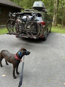 Lumira Black Labrador Mix Female ~1-2 Years Old ID#3780