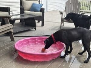 Black Labrador Mix