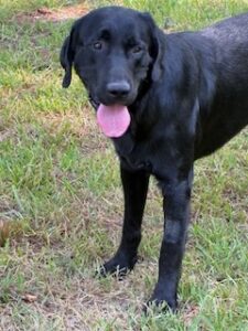 Griffen Black Labrador Mix Male ~2 Years Old