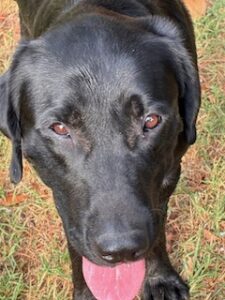 Griffen Black Labrador Mix Male ~2 Years Old