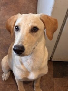 Kate Yellow Labrador Retriever Mix Female 5 Months