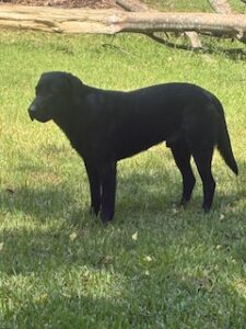 Griffen #2 Black Labrador Mix Male ~2 Years Old