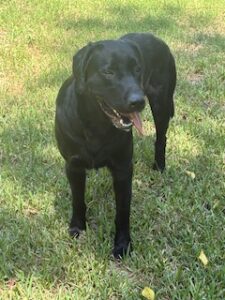 Griffen #2 Black Labrador Mix Male ~2 Years Old
