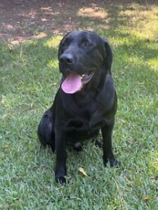Griffen #2 Black Labrador Mix Male ~2 Years Old