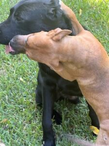 Griffen #2 Black Labrador Mix Male ~2 Years Old