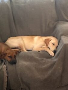 Kate Yellow Labrador Retriever Mix Female 5 Months