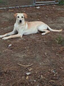 Kate Yellow Labrador Retriever Mix Female 5 Months