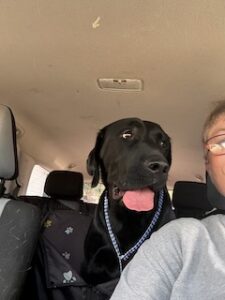 Griffen #2 Black Labrador Mix Male ~2 Years Old