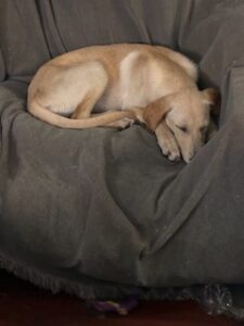 Kate Yellow Labrador Retriever Mix Female 5 Months