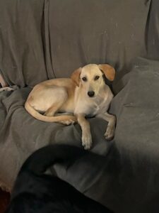 Kate Yellow Labrador Retriever Mix Female 5 Months