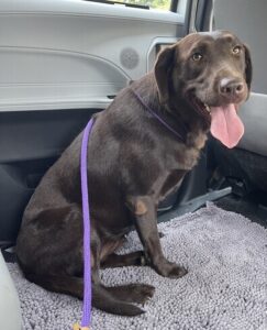 Chocolate Labrador Retriever