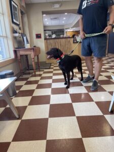Chocolate Labrador Retriever