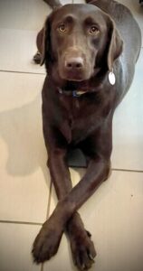 Chocolate Labrador Retriever