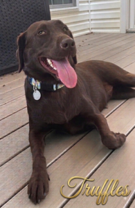 Chocolate Labrador Retriever