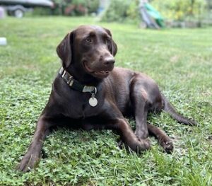 Chocolate Labrador