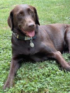 Chocolate Labrador