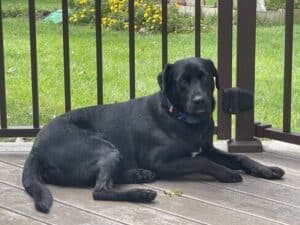 Dakota #14 Black Labrador Mix Male 2 Years Old ID#3291