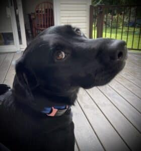 Dakota #14 Black Labrador Mix Male 2 Years Old ID#3291