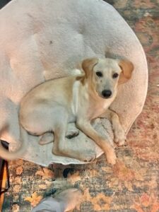 Kate Yellow Labrador Retriever Mix Female 5 Months