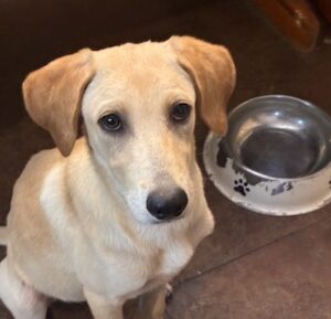 Kate Yellow Labrador Retriever Mix Female 5 Months