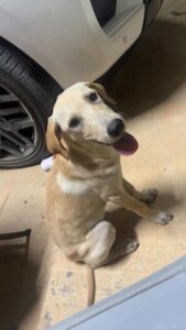 Kate Yellow Labrador Retriever Mix Female 5 Months