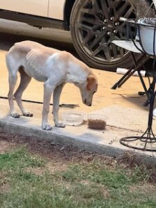 Kate Yellow Labrador Retriever Mix Female 5 Months