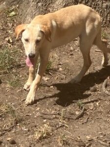 Kate Yellow Labrador Retriever Mix Female 5 Months