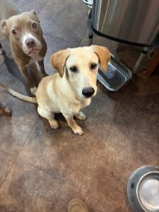 Kate Yellow Labrador Retriever Mix Female 5 Months
