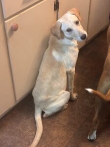 Kate Yellow Labrador Retriever Mix Female 5 Months
