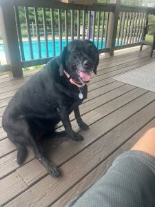 Lilly #12 Black Labrador Retriever Female 7 Years Old ID #3694