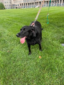 Lilly #12 Black Labrador Retriever Female 7 Years Old ID #3694