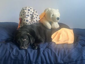 Lilly #12 Black Labrador Retriever Female 7 Years Old ID #3694