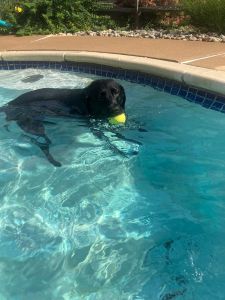 Lilly #12 Black Labrador Retriever Female 7 Years Old ID #3694
