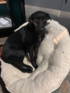 Mary Black Labrador Retriever Mix Female ~1 Year 4 Months Old
