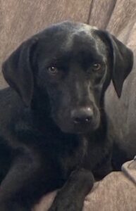 Mary Black Labrador Retriever Mix Female ~1 Year 4 Months Old