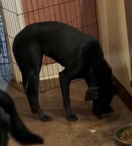 Mary Black Labrador Retriever Mix Female ~1 Year 4 Months Old