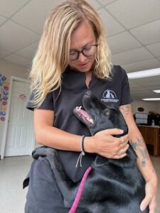Mary Black Labrador Retriever Mix Female ~1 Year 4 Months Old