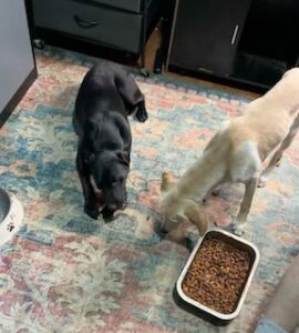 Mary Black Labrador Retriever Mix Female ~1 Year 4 Months Old