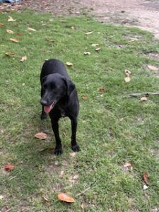 Mary Black Labrador Retriever Mix Female ~1 Year 4 Months Old