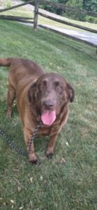 Chocolate lab
