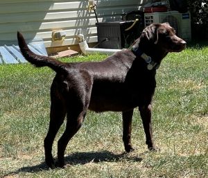 Chocolate Labrador Retriever