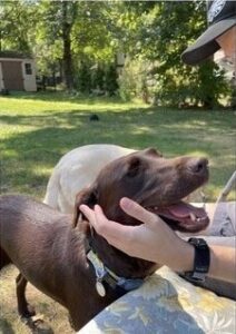 Chocolate Labrador Retriever