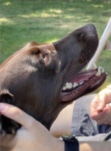 Chocolate Labrador Retriever