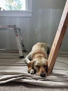 Winnie #6 Yellow Labrador Retriever Female 4 Years Old ID #3689