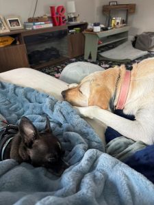 Winnie #6 Yellow Labrador Retriever Female 4 Years Old ID #3689