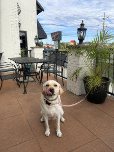 Winnie #6 Yellow Labrador Retriever 